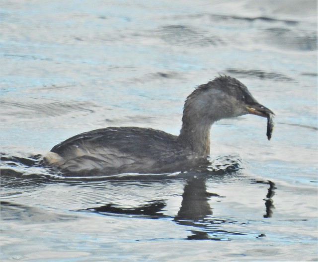 Little Grebe with Catch of the Day