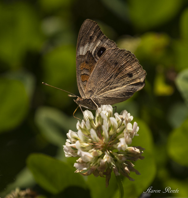 Buckeye butterfly 3