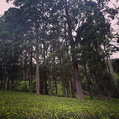 Farm Fresh Tea.. #tea #srilanka  https://www.instagram.com/p/CEjMnl-Atb9/?igshid=h7mexsn5hoaa