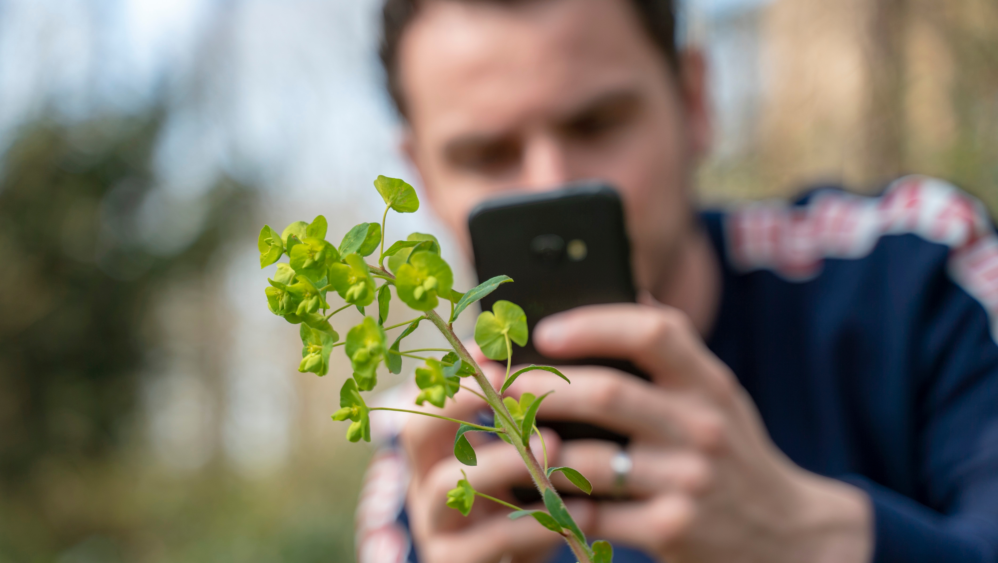 An out of focus man in the background holding a phone and taking a photo of an in focus plant in the foreground.