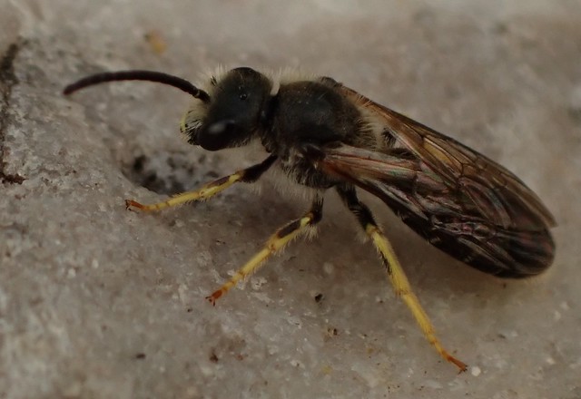 w bee Halictus rubicundus  Halictidae