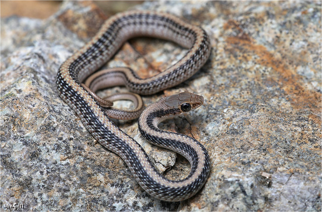 Desert Patchnose Snake (Salvadora hexalepis hexalepis)
