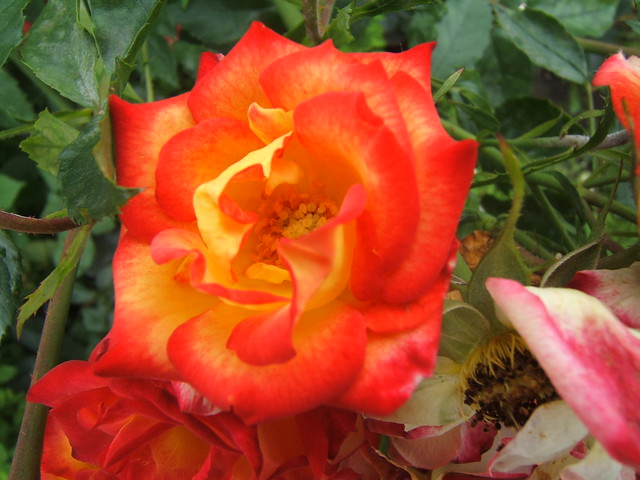 2020-09-10 Rose orange