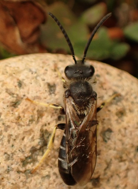 w bee Halictus rubicundus  Halictidae