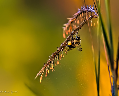 flower meadowlark virginia action background bee bug insect summer sunrise wildlife
