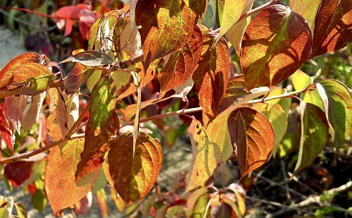 Fall is nearing | by GerdaKettner