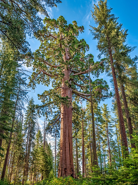 Beautiful Sequoia off the trail in Mariposa Grove (not sure if it has a name), Yosemite National Park