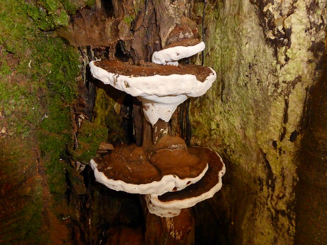 Southern Bracket Fungi, Blaen Bran, Upper Cwmbran 10 September 2020