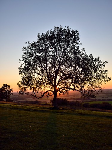 dunstable downs sunset bedfordshire golden hour d5300 18140 nikon leaves tree nature silhouette