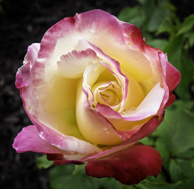 Rose Garden 0093