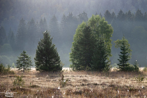 jura brume tourbière bog mist trees sapins firs herbes grass france landscape paysage nature automne autumn dawn aube matin morning