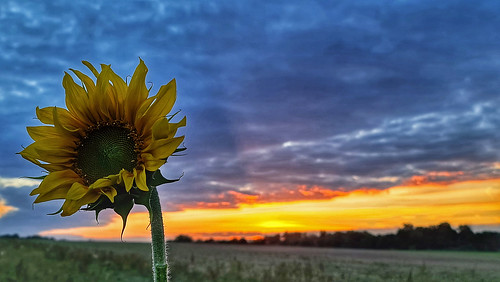 sundown sunset sunflower clouds sonnenuntergang sonnenblume