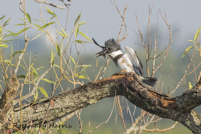 Belted Kingfisher Landing with Fish.
