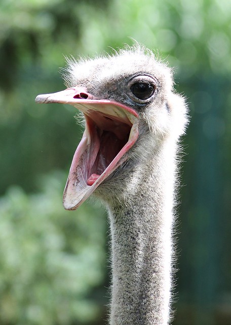 South african ostrich (Struthio camelus australis)