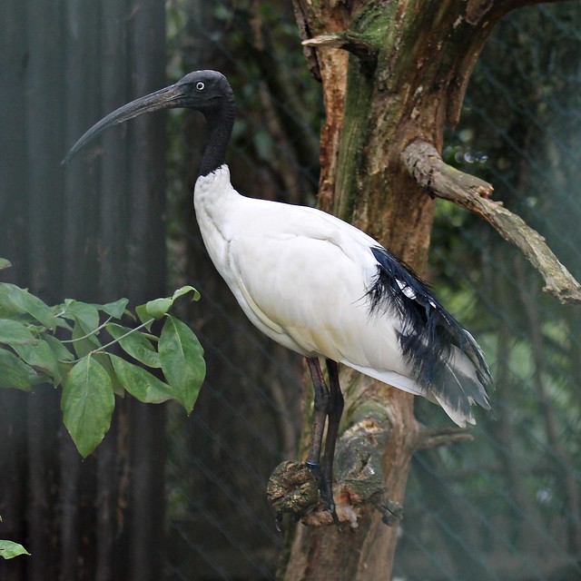 Malagasy sacred ibis (Threskiornis bernieri)