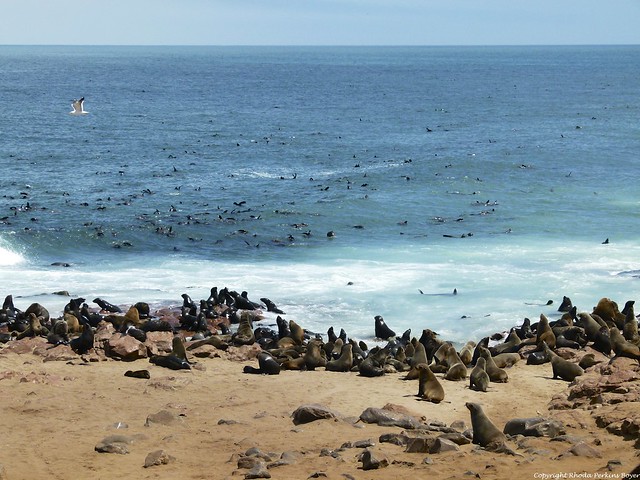 Cape Cross Fur Seal Colony