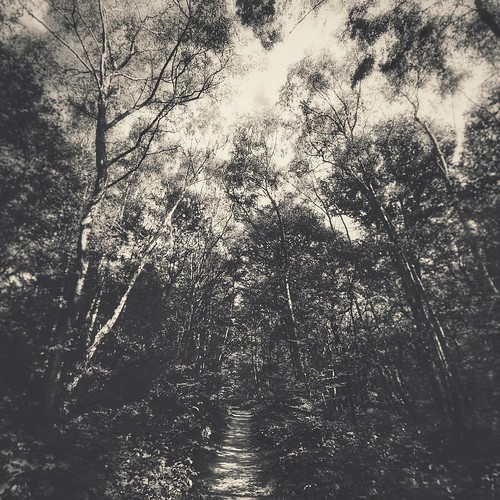 forestlandscape forests forest monochrome