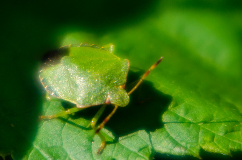 Green shield bug - they really are common