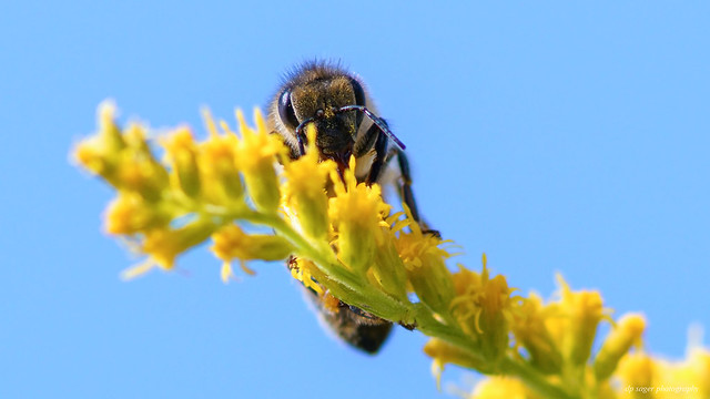 bee and goldenrod