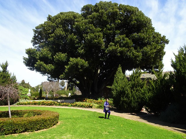 Adelaide. Urrbrae. Winter  Cliveas and the gigantic Moreton Bay Fig tree in the gardens of St Paul's monastery and Catholic church. Moreton Bay Fig planted in the 1840s by Joseph montefiore.