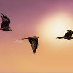 Dawn Kite flight...