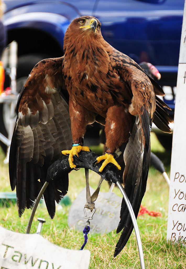 Tawny Eagle - Falconry Display at Nostell Priory