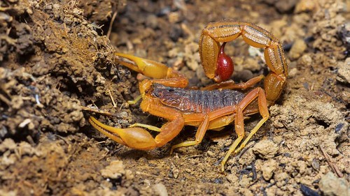 The Deadly Indian Red Scorpion