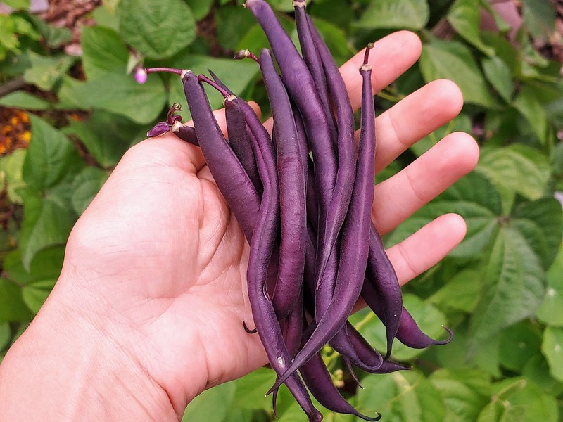 Royal Burgundy Bush Beans