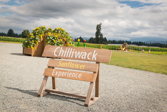 Chilliwack Sunflower Festival 2020