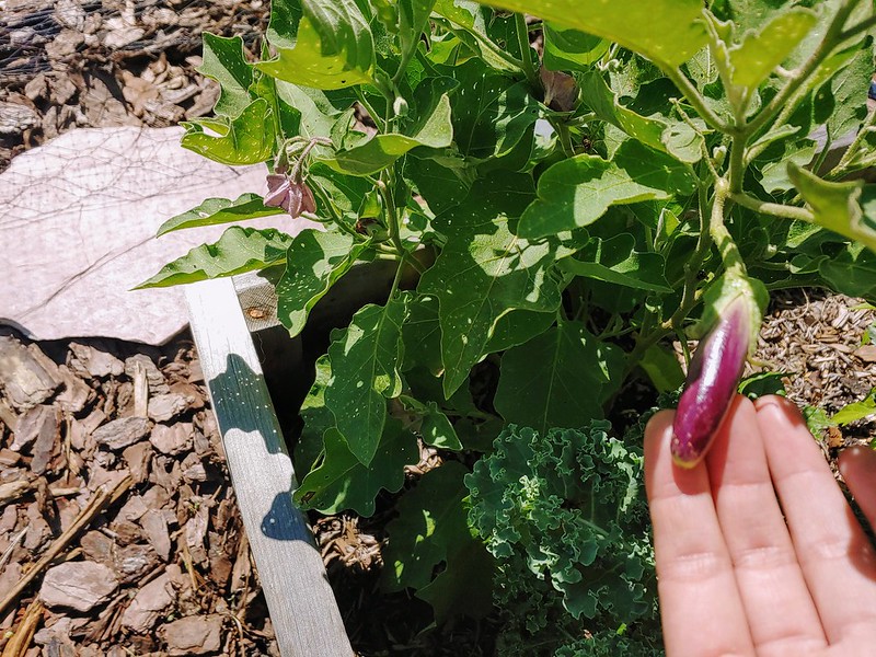 Italian Eggplant - Baby!