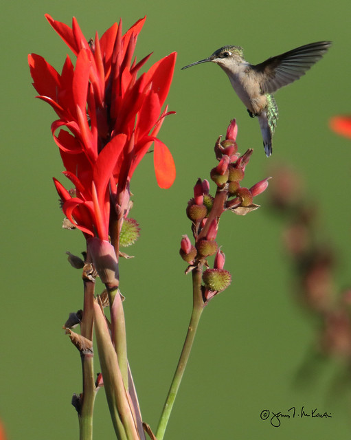 Hummingbird, W. Donegal Twp., PA, USA 02