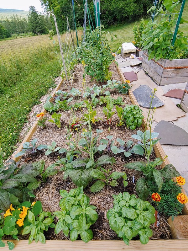 The Leafy Greens Bed