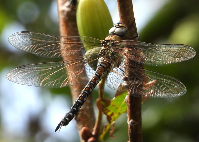 MIgrant Hawker dragonfly perched on Oak.