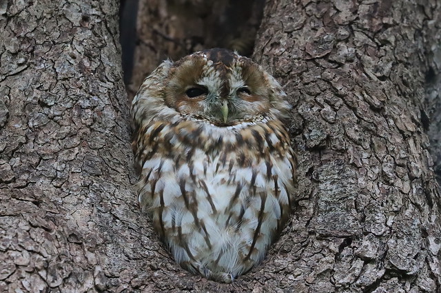 Natugle (Tawny Owl / Strix aluco)