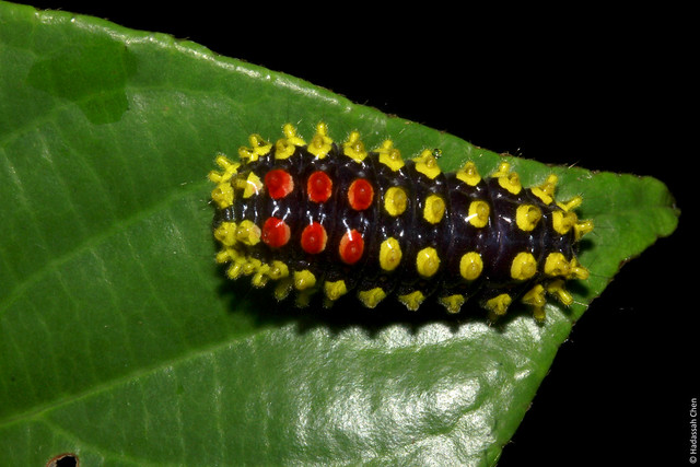Zygaenidae (Slug / Jellybean / Gummy) Caterpillar from Singapore