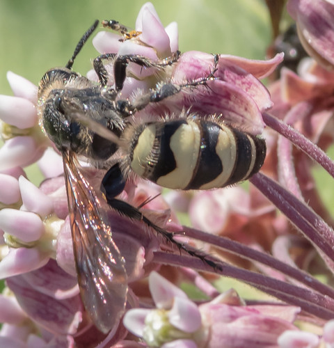 No Common Name, eastnewmarket maryland unitedstates