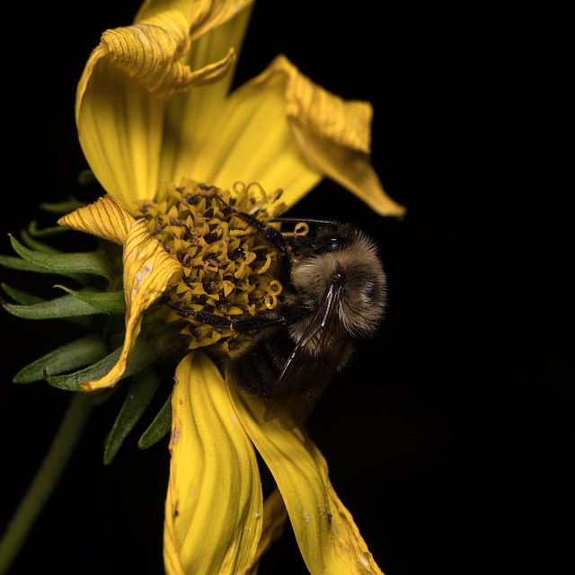 Sleeping Bumblebee   dsc3108-cr1-1000