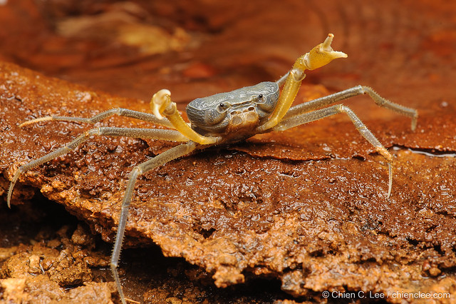 Cave Crab (Cerberusa tipula)