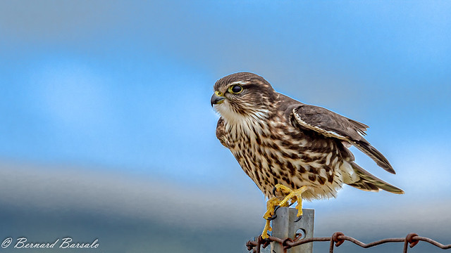 Faucon émerillon - Falco columbarius - Merlin