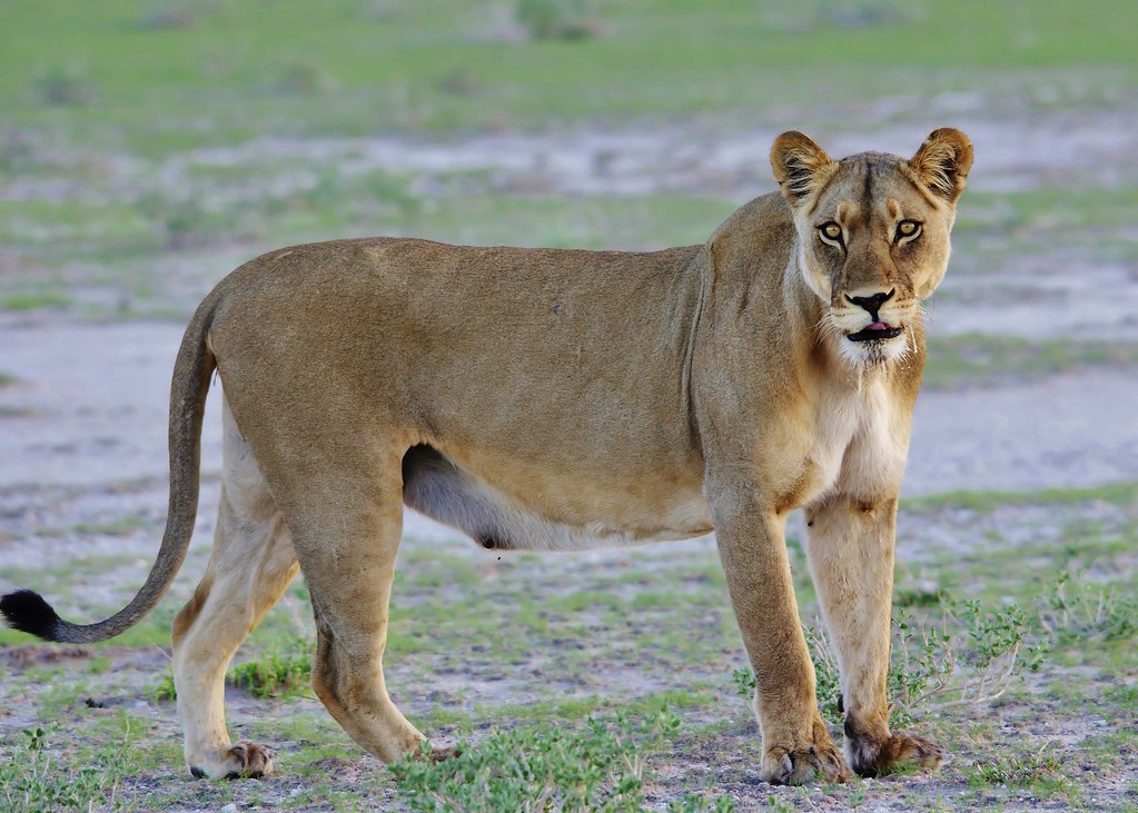 what do female lions look like