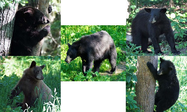 Magnificent Black Bears