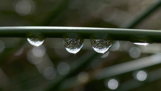 Dew Drops.