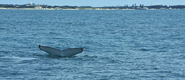 Tail of Rottnest