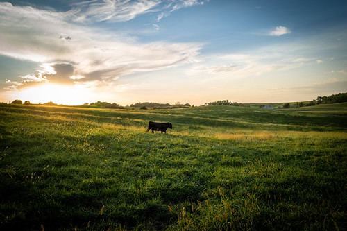 Cow and Sunset by Phil Roeder, A lone cow walks across a field as the sun begins to set.leica leicaq2 baldwin jacksoncounty iowa fa