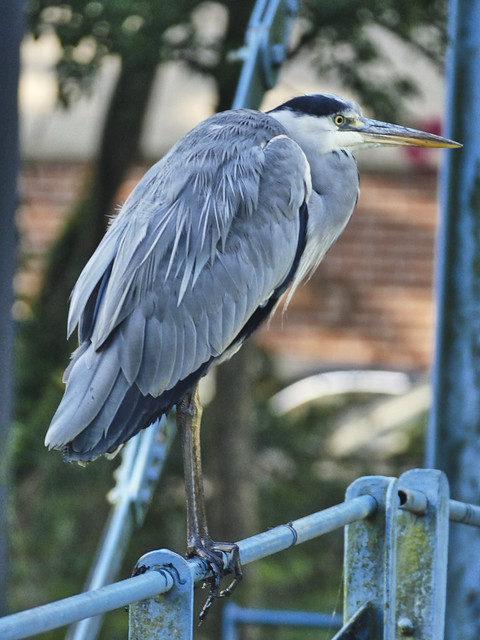 Ardea cinerea