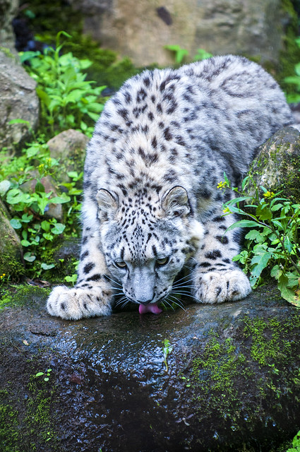120531 -101925-3  Snow Leopard, Tama Zoological Garden, Tokyo