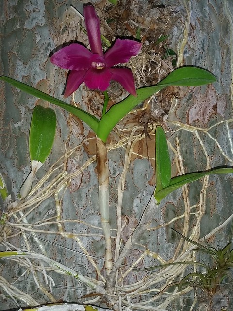 Orchid on a Tree