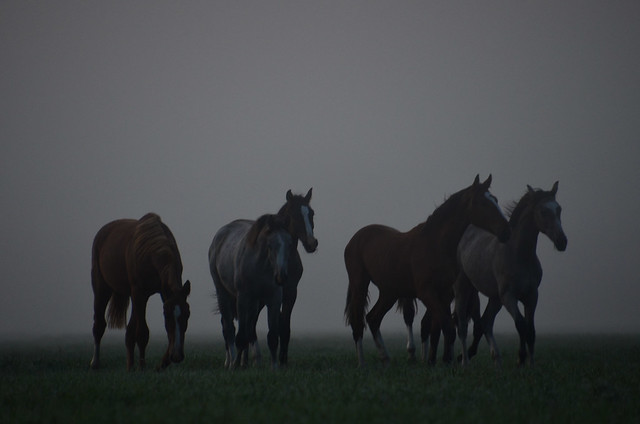 Paarden in de mist | Horses in the fog