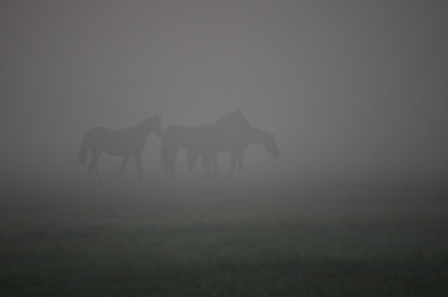Paarden in de mist | Horses in the fog