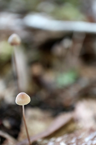 bonnetmycena mushroom fungi yellowlegbonnet